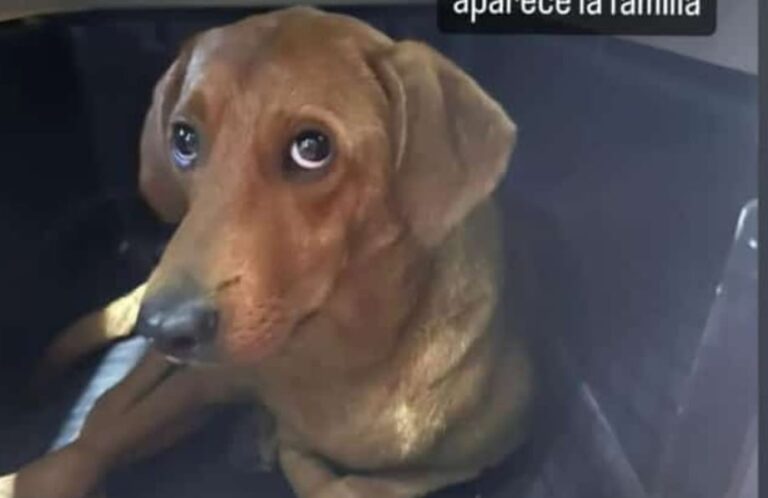 Se encontró este perro entre Sabaneta y La Estrella