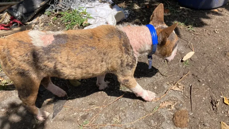 Autoridades en Rionegro inspeccionaron una fundación por presunto maltrato animal