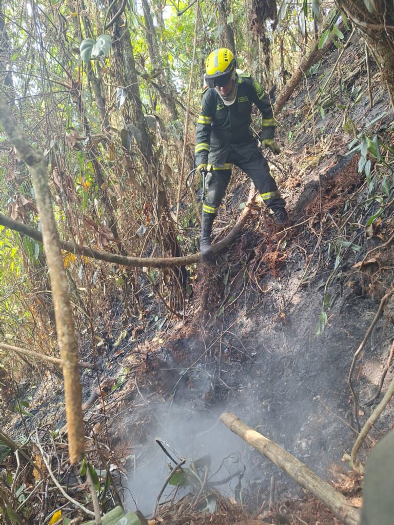 Fotos. ¡Pobre ecosistema! Incendio en Anzá fue controlado pero afectó 130 hectáreas de bosque nativo