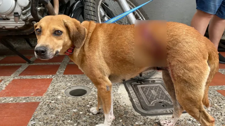 Policía de Antioquia captura a hombre que habría agredido con un machete a un perrito