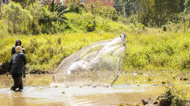 Cornare rescata en Rionegro a peces que estaban en peligro por la sequía