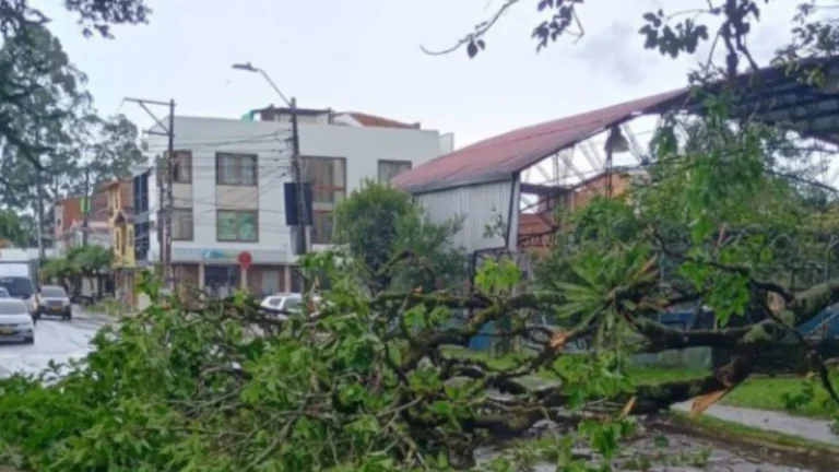 Video| Tras alerta en Rionegro, fuerte aguacero provocó la caída de un árbol de gran tamaño