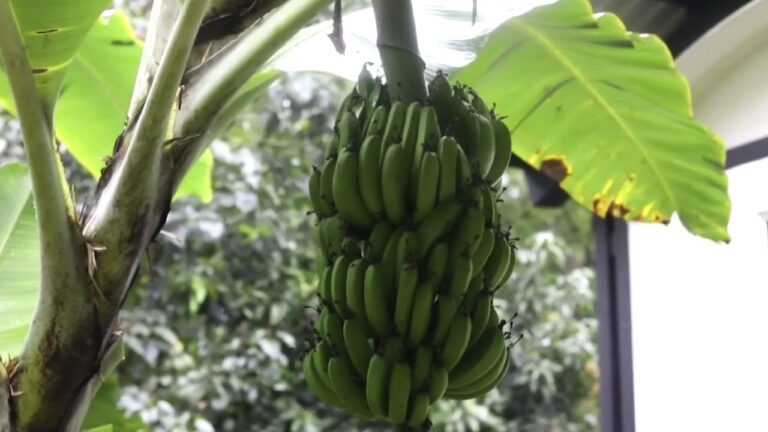 ¡Preocupante! El sector bananero en Antioquia está teniendo costosas pérdidas por el Fenómeno de La Niña