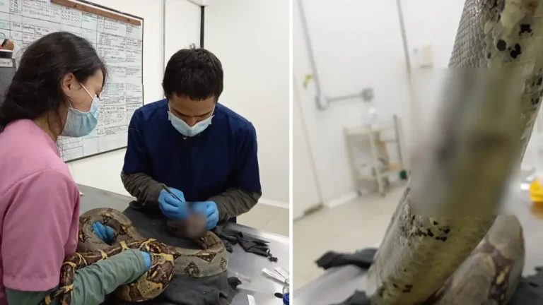 ¡Lamentable! Boa constrictor muere tras brutal ataque en San Carlos, Antioquia