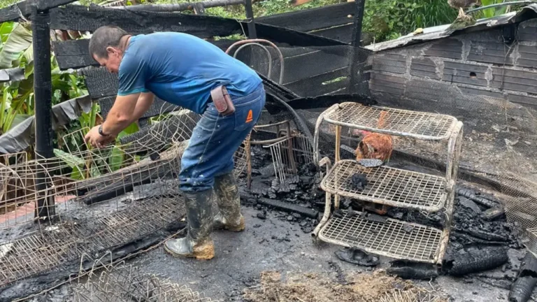 ¡Qué pesar! 150 gallinas ponedoras murieron en medio de un incendio en Cocorná