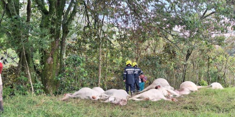 Rayo Causa la Muerte de 17 Reses en Corregimiento de Medellín