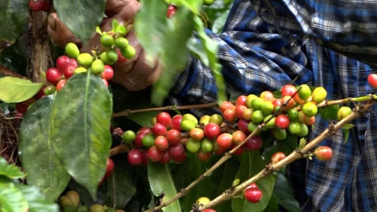 ¿Crisis cafetera? productores del suroeste antioqueño afectados por lluvias y escasez de recolectores