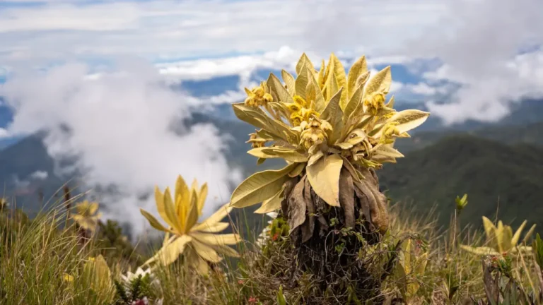 No permitirán el ingreso a turistas al cerro Las Palomas de Sonsón